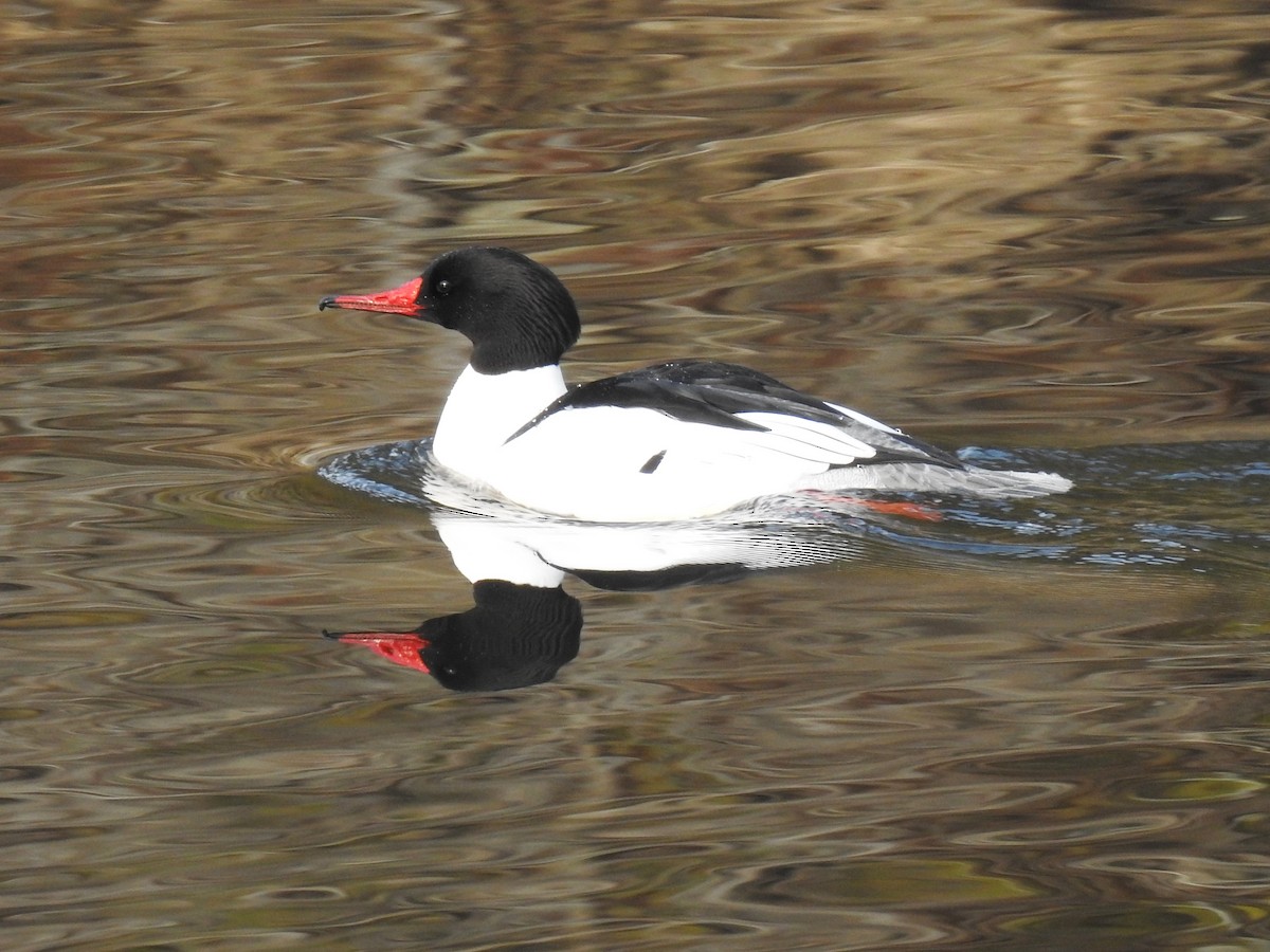 Common Merganser - ML545177221