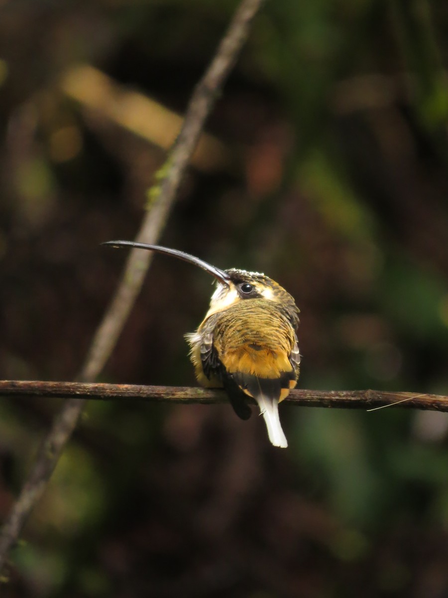 Ржавчатый колибри-отшельник - ML545177611