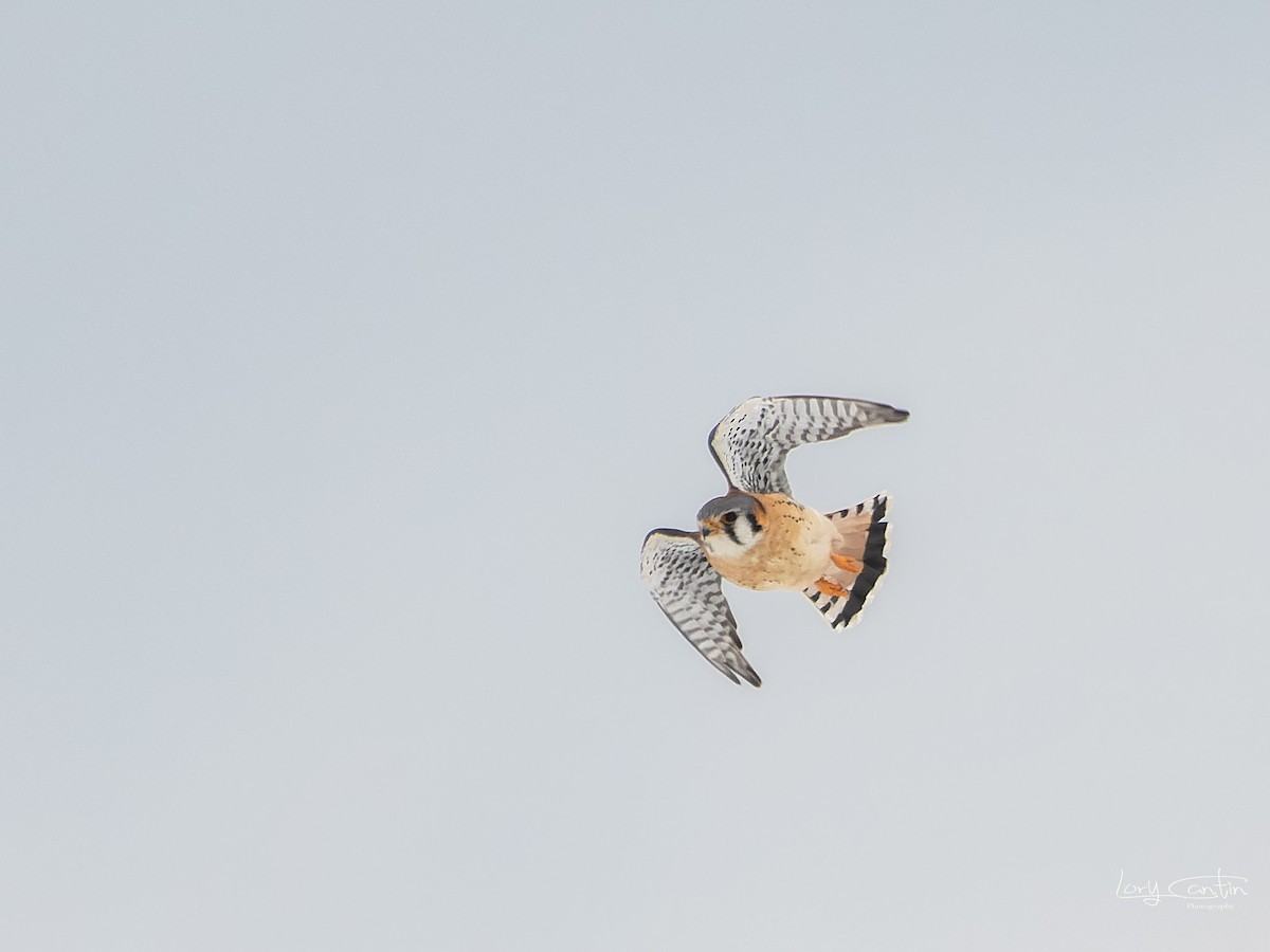 American Kestrel - Lory Cantin