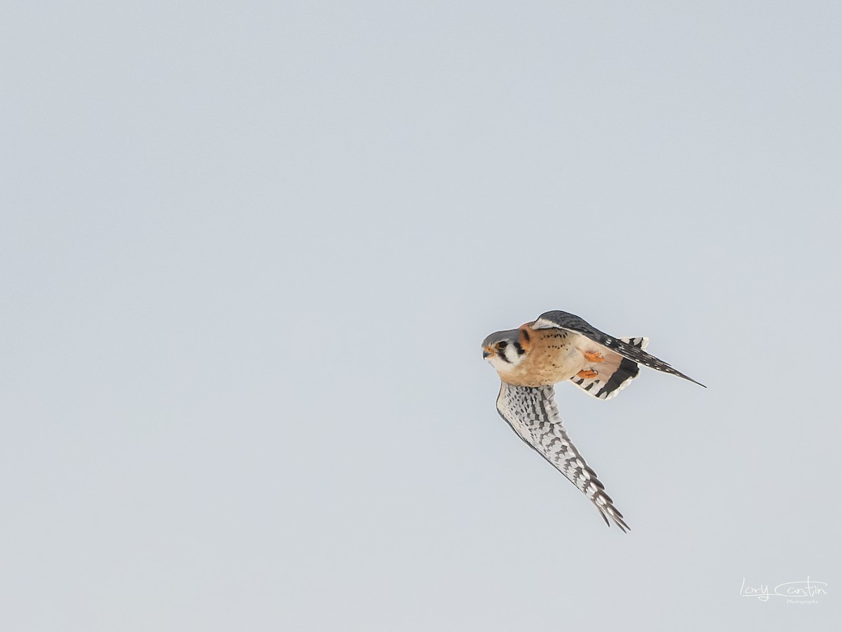 American Kestrel - Lory Cantin