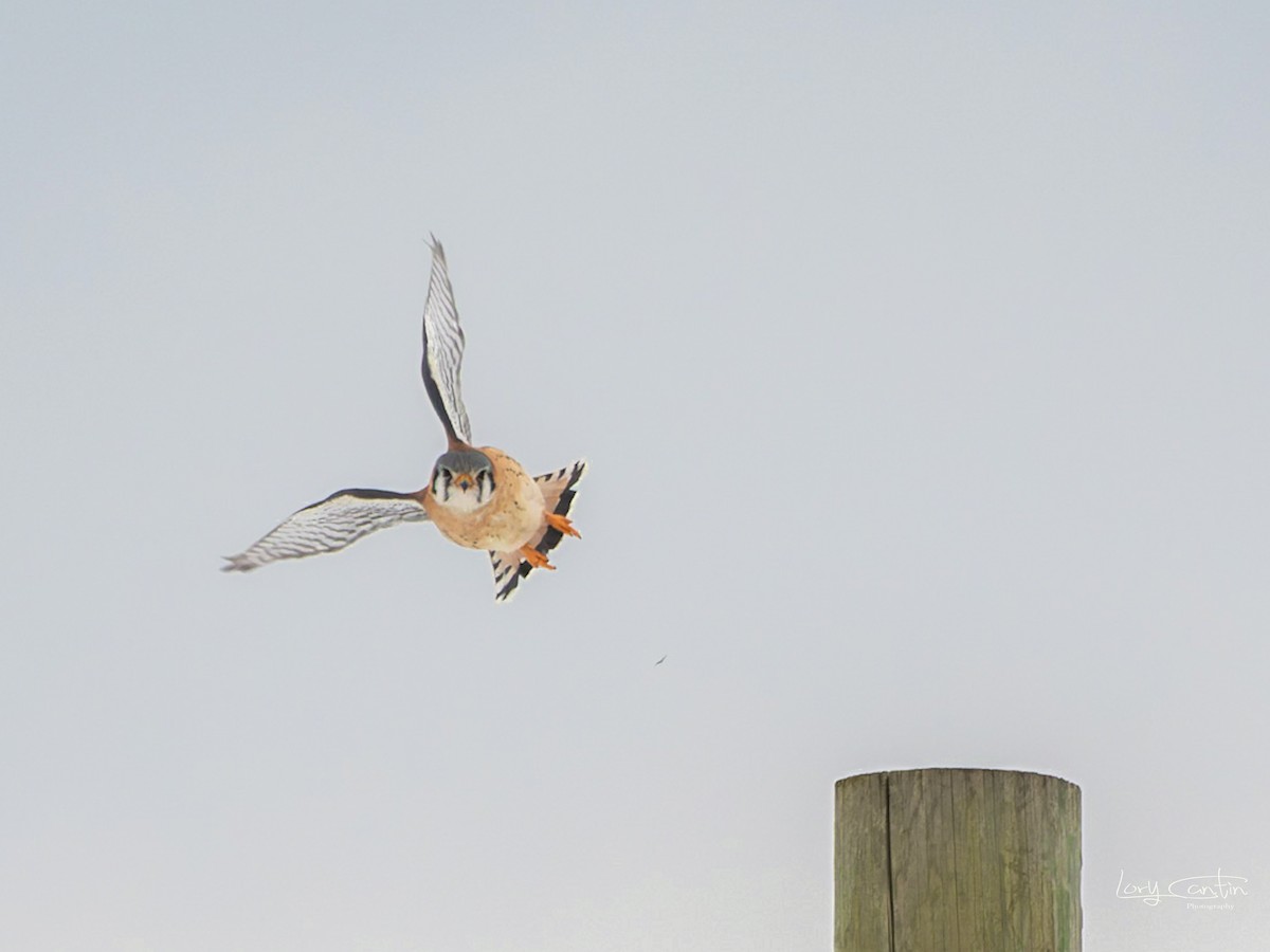 American Kestrel - ML545177871