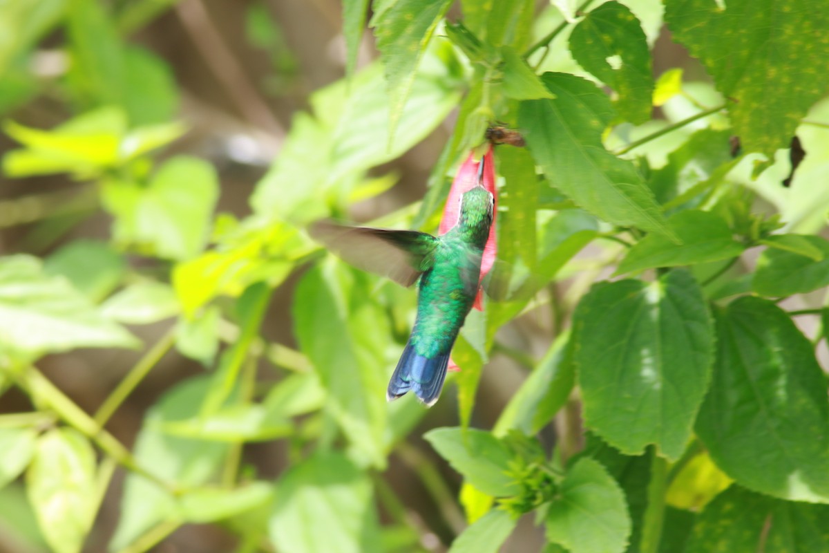 Glittering-bellied Emerald - ML545178571