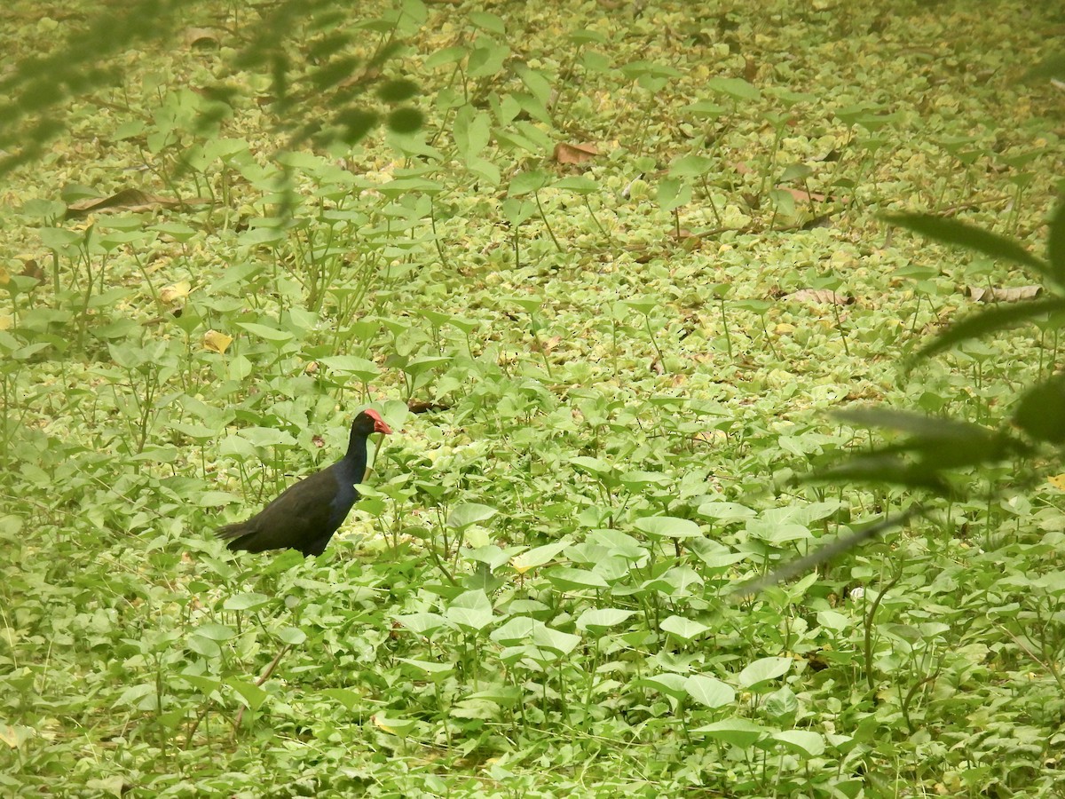 Australasian Swamphen - Mayumi Green