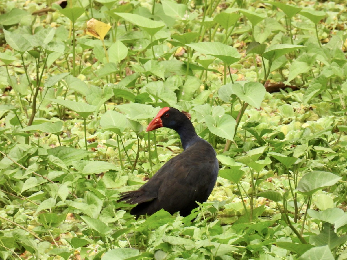 Australasian Swamphen - Mayumi Green