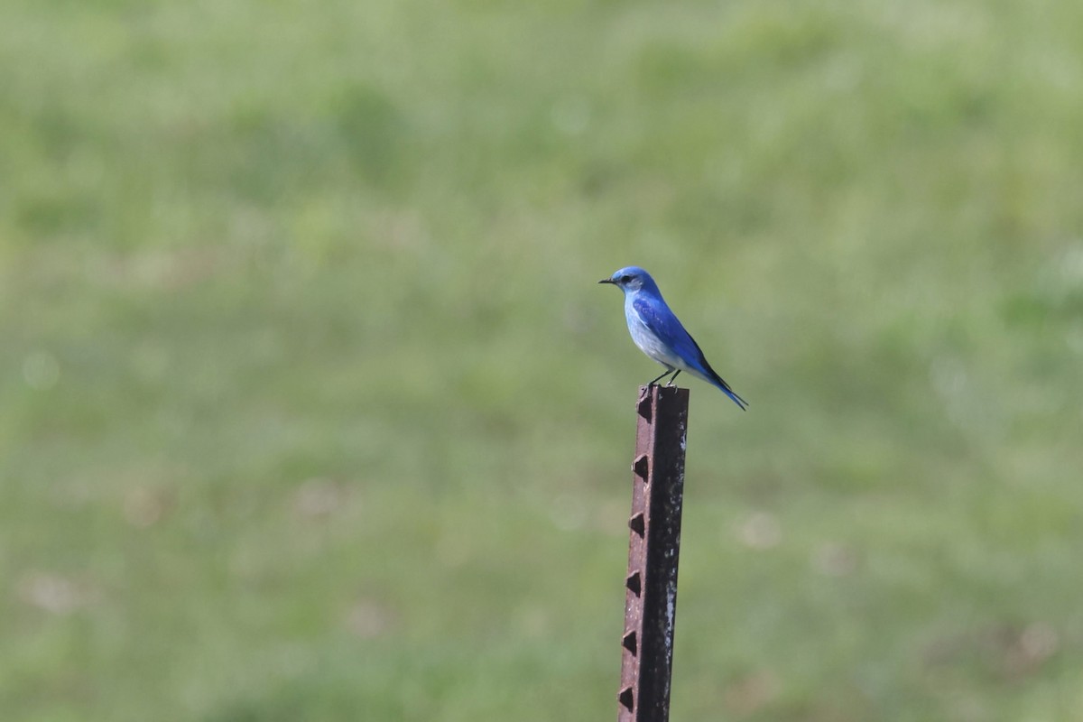 Mountain Bluebird - ML545179331