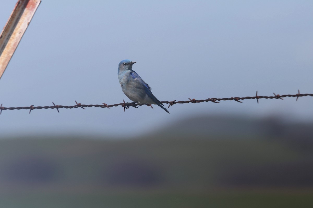 Mountain Bluebird - ML545179421