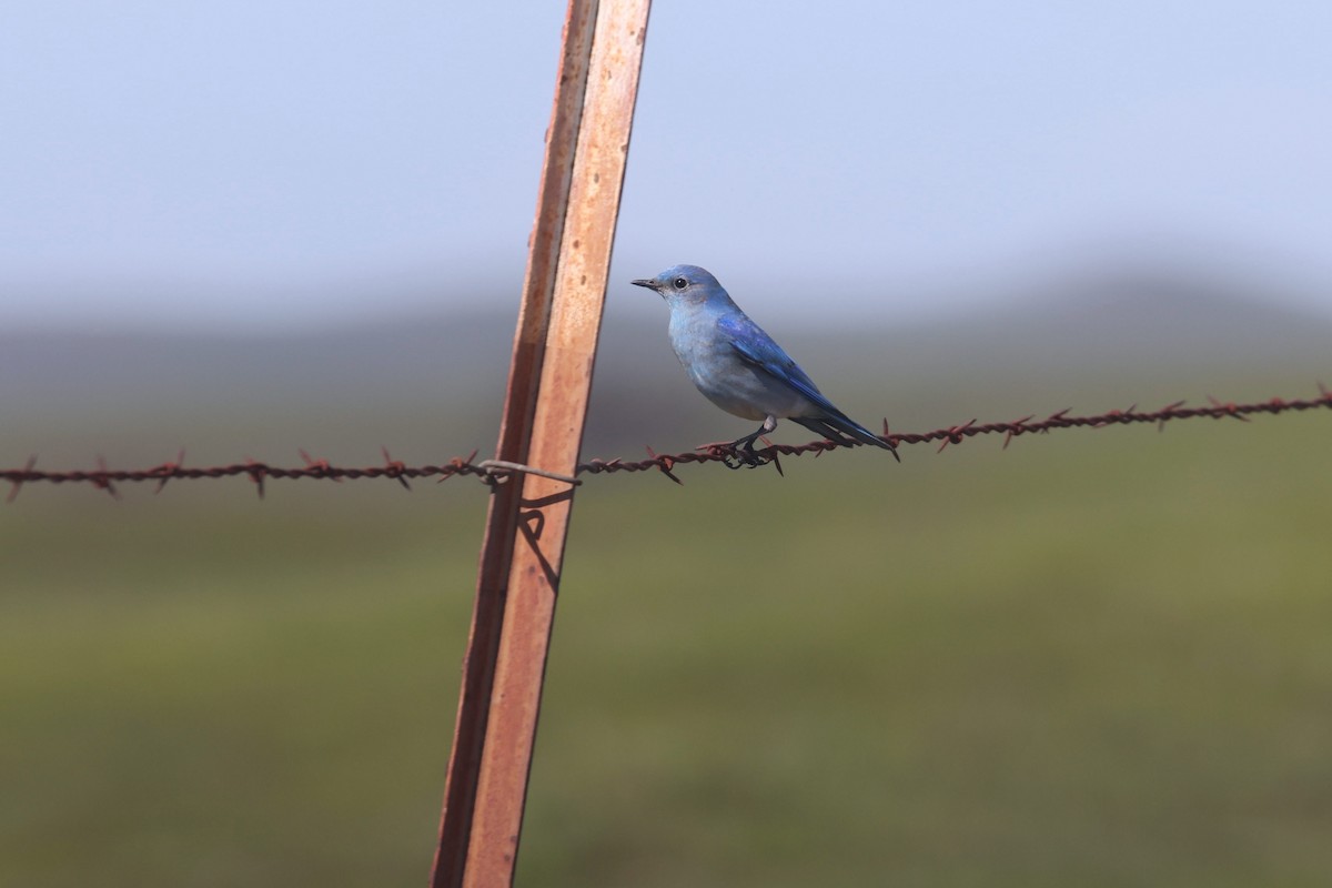 Mountain Bluebird - ML545179491