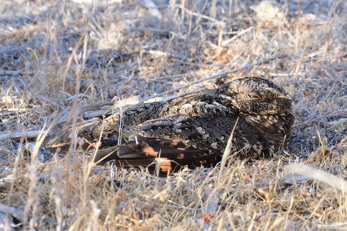 lelek pruhokřídlý (ssp. bifasciata/patagonica) - ML545179511