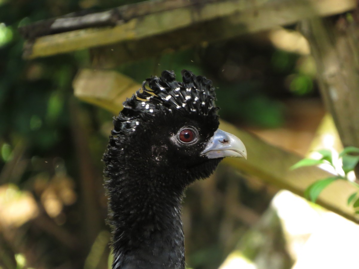 Blue-billed Curassow - Johnnier Arango 🇨🇴 theandeanbirder.com