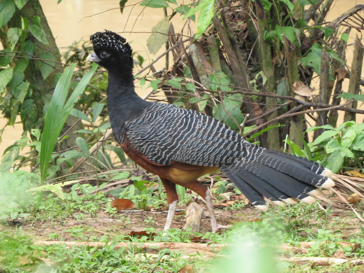 Blue-billed Curassow - ML545180881