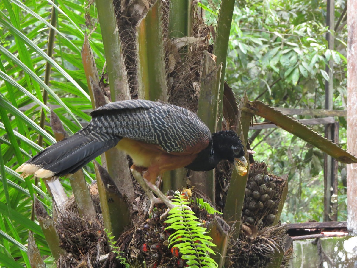 Blue-billed Curassow - ML545180891