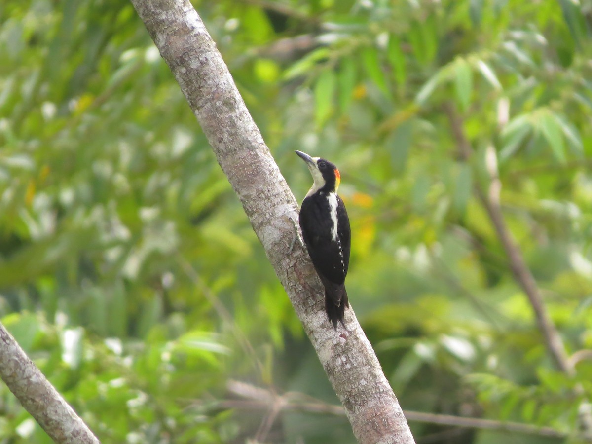 Beautiful Woodpecker - ML545180931