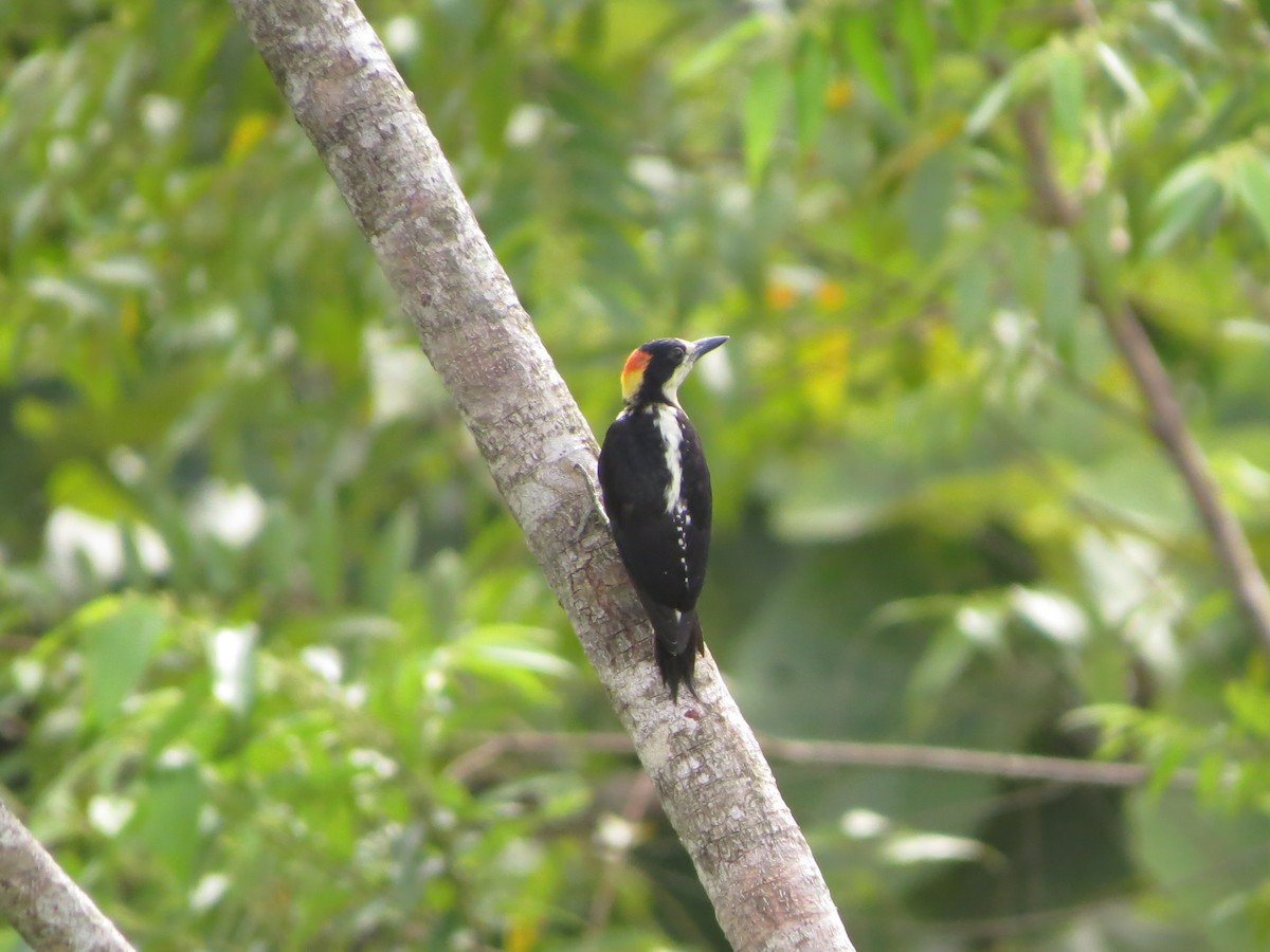 Beautiful Woodpecker - ML545180941