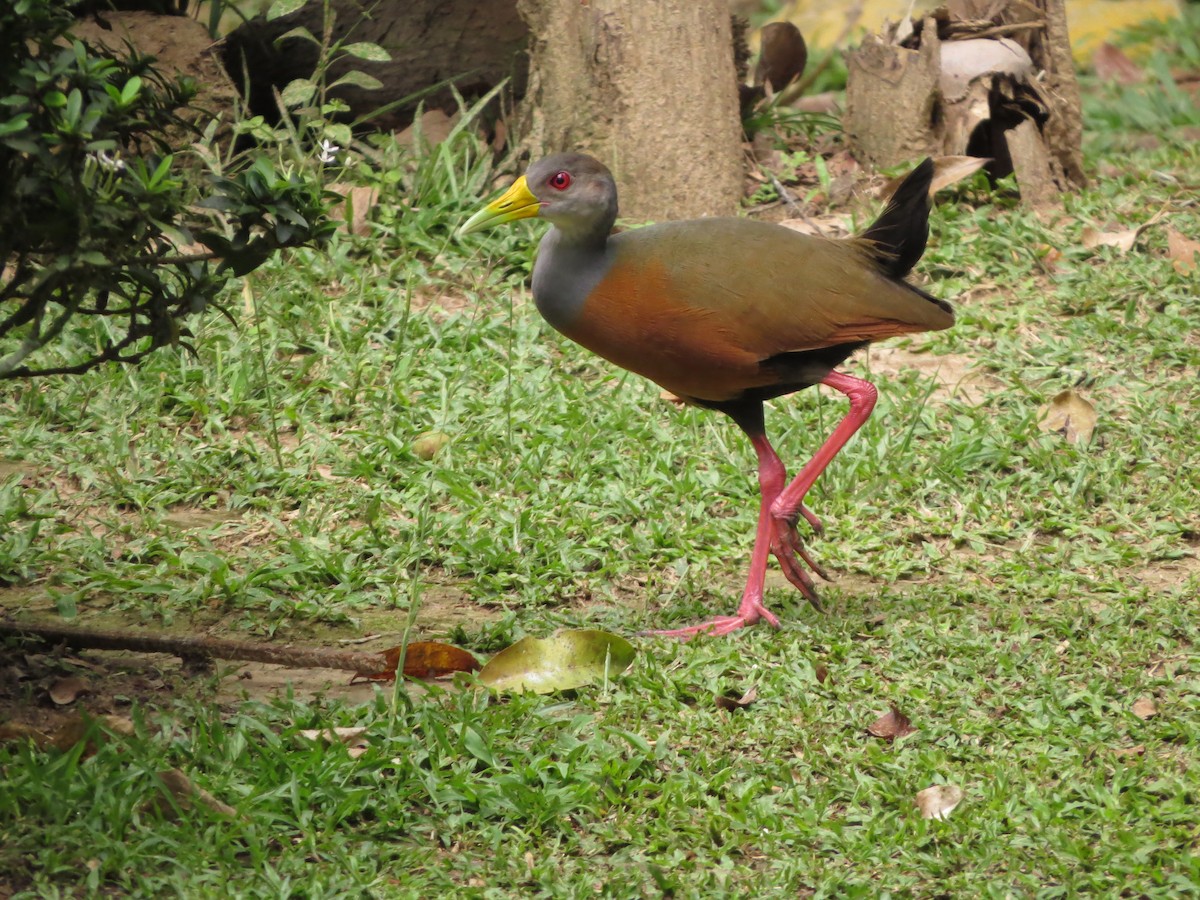 Gray-cowled Wood-Rail - ML545181011