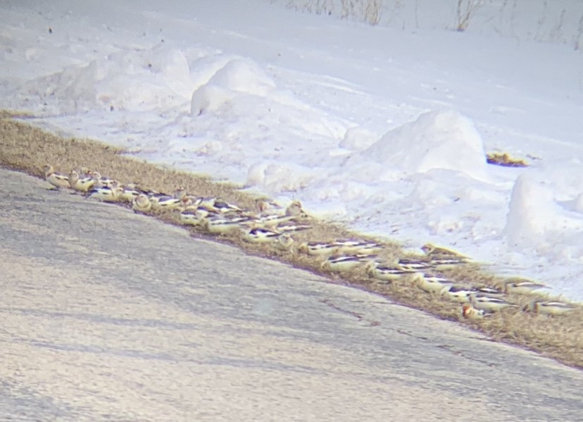 Snow Bunting - ML545183251