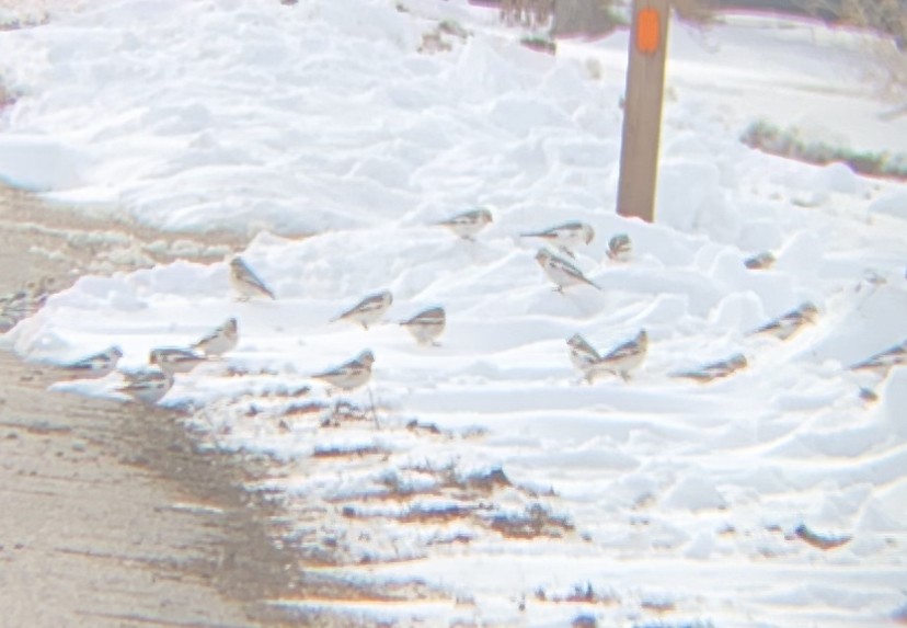 Snow Bunting - ML545183261