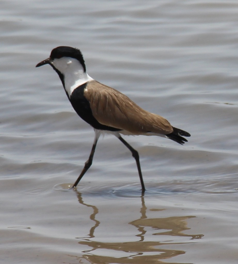 Spur-winged Lapwing - ML54518441
