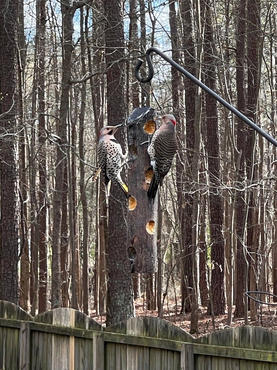 Northern Flicker - ML545184541