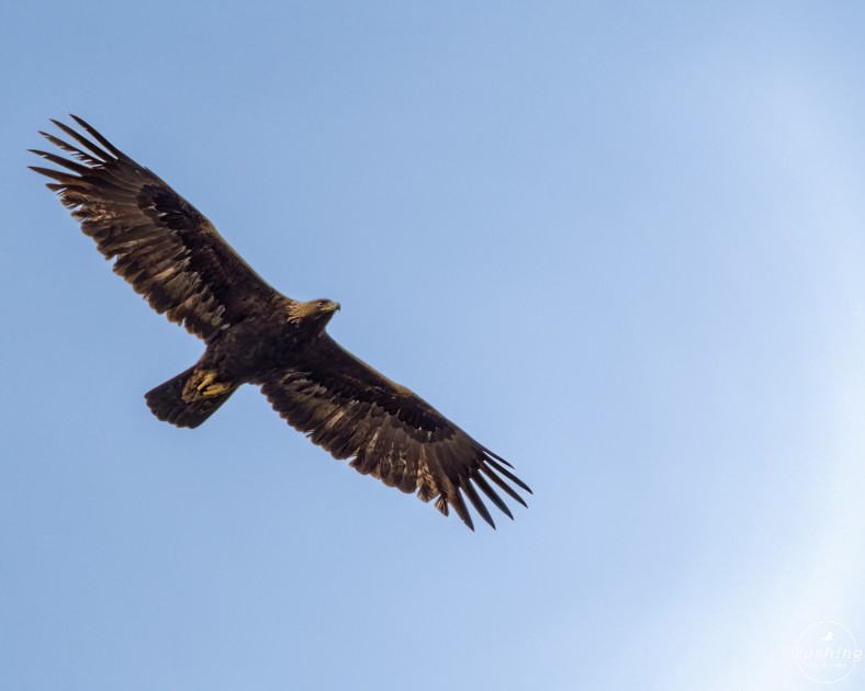 Golden Eagle - ML545184571