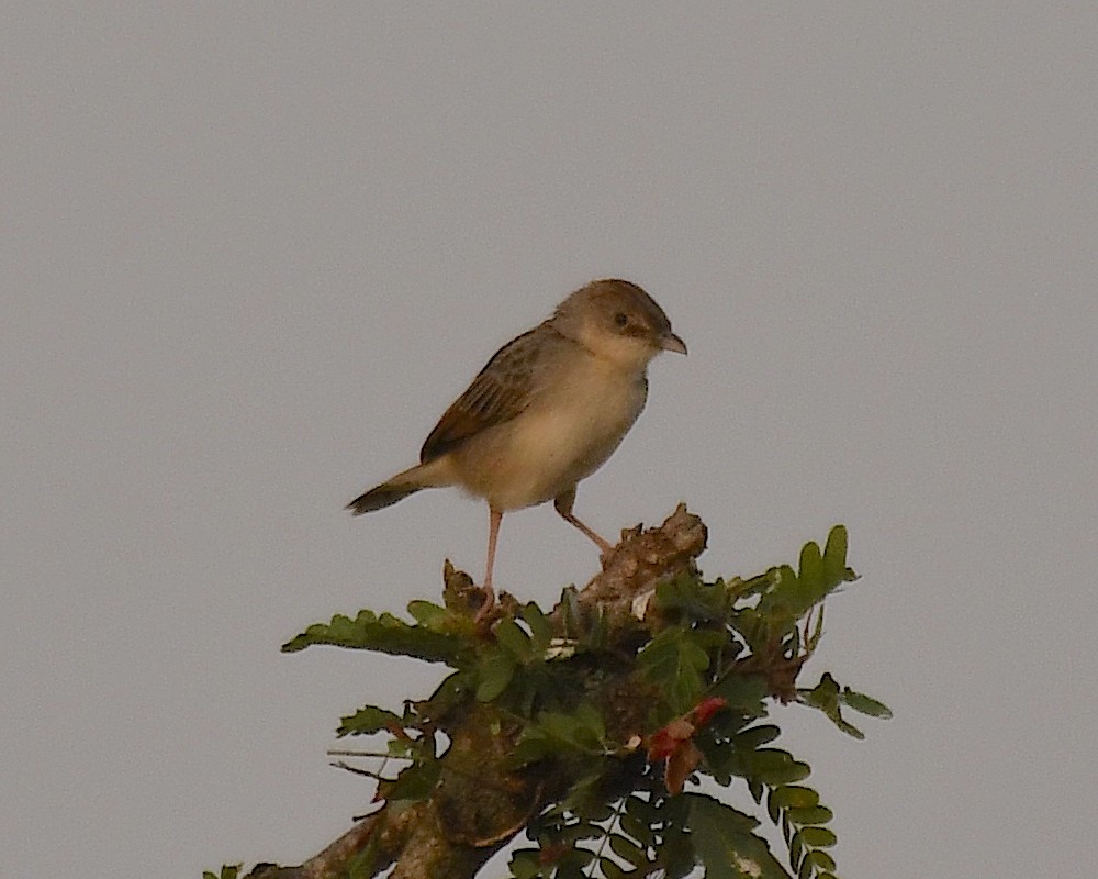 Croaking Cisticola - ML545184651