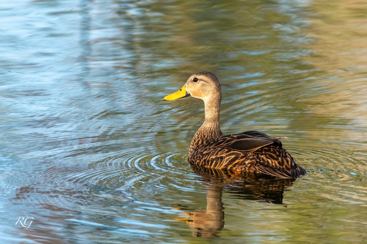 Mottled Duck - ML545185721