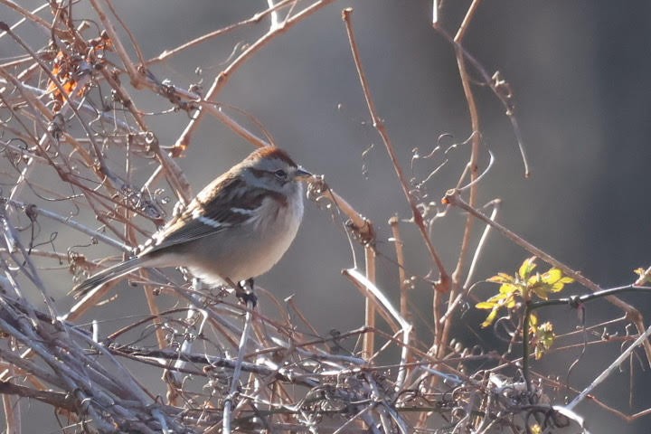 American Tree Sparrow - ML545186011