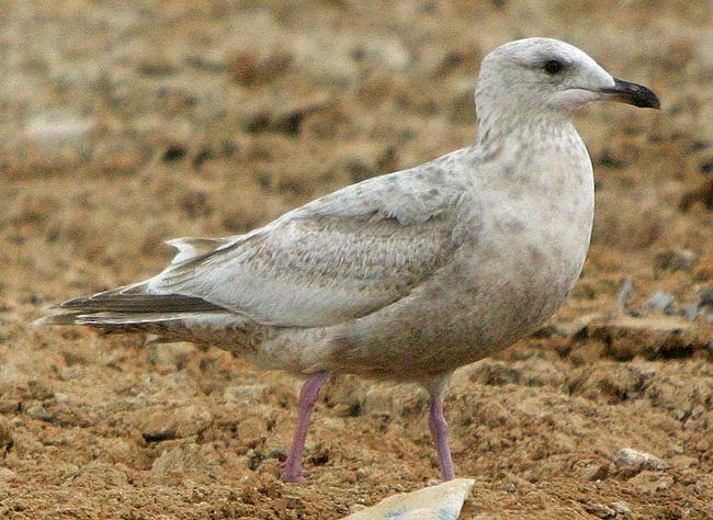 Gaviota de Kamchatka - ML545186021