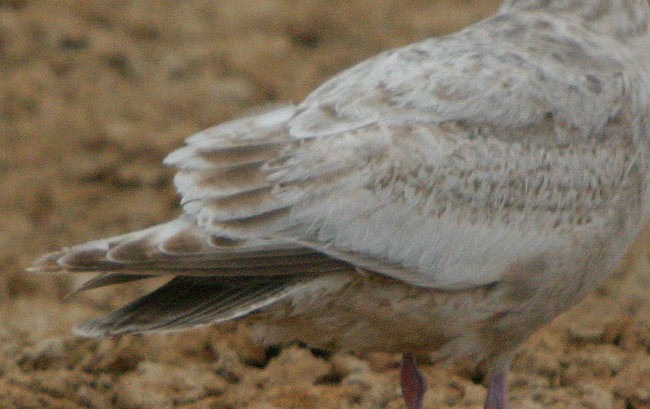 Gaviota de Kamchatka - ML545186071