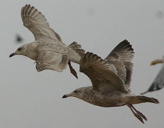 Gaviota de Kamchatka - ML545186141