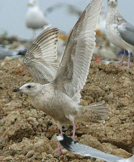 Gaviota de Kamchatka - ML545186171