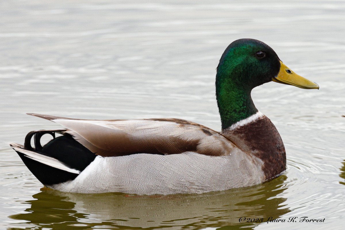 Mallard - ML545186791