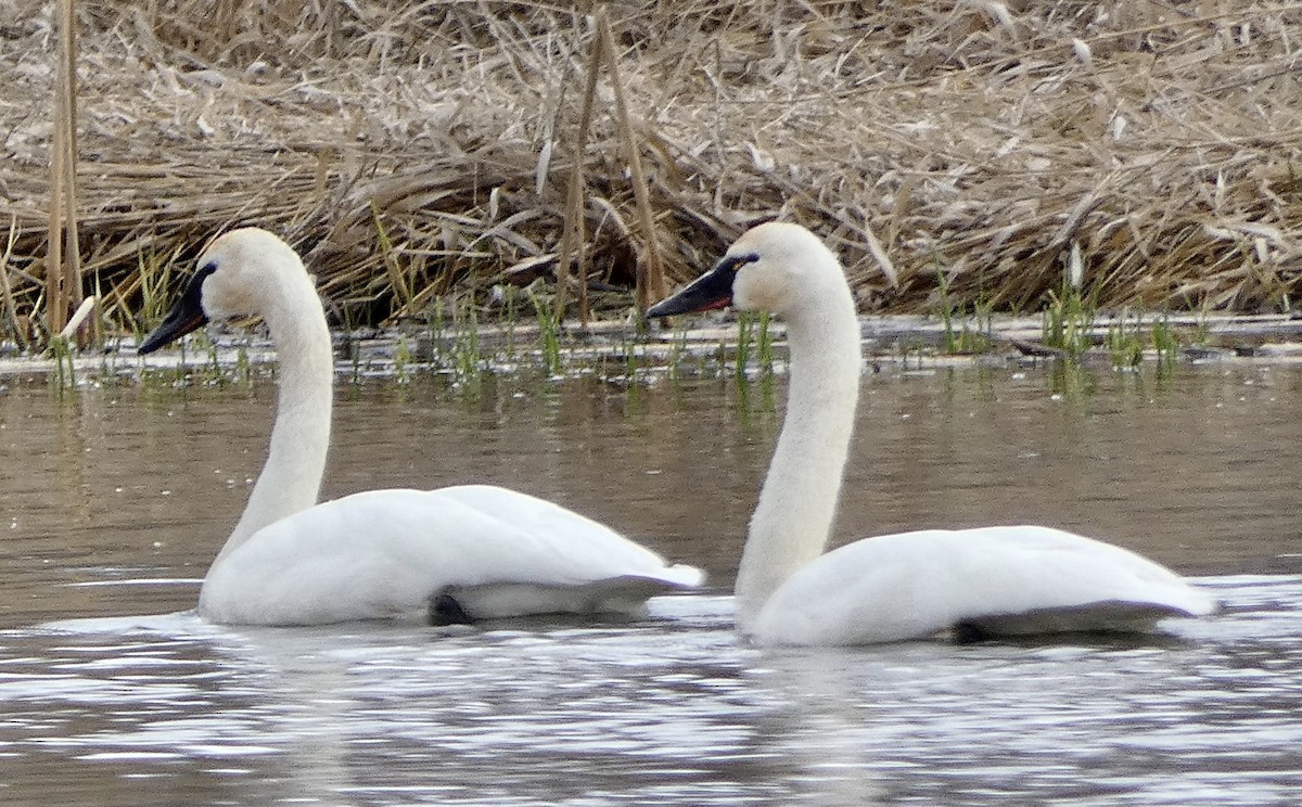 Tundra Swan - ML545187851