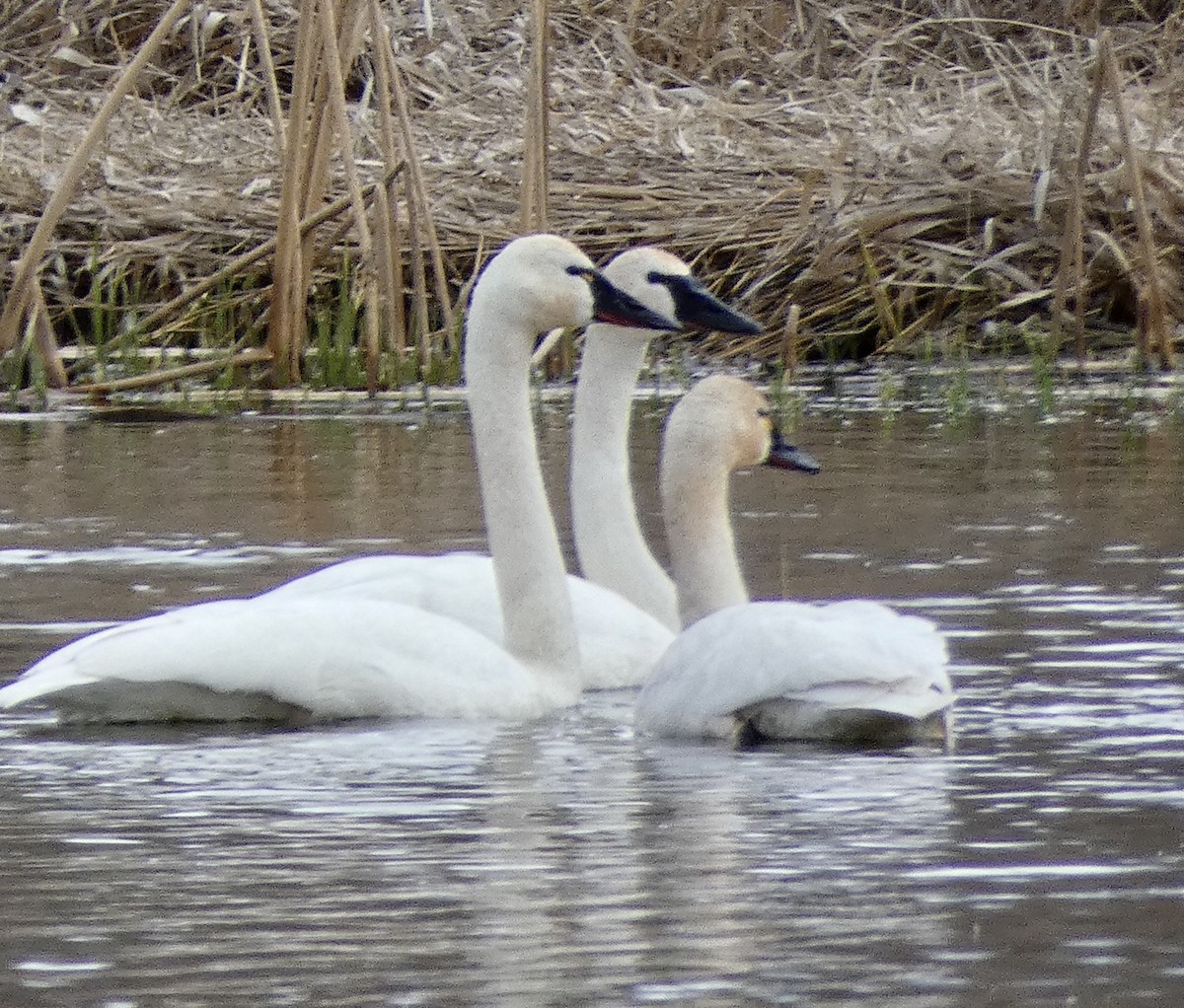 Zwergschwan - ML545187861
