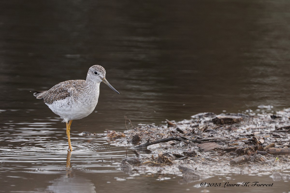 Greater Yellowlegs - ML545188111