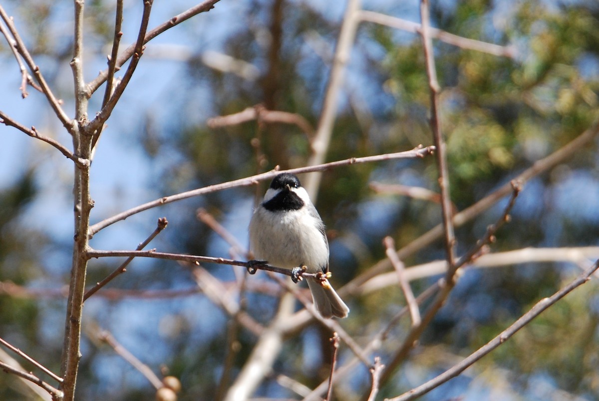Carolina Chickadee - ML545188191