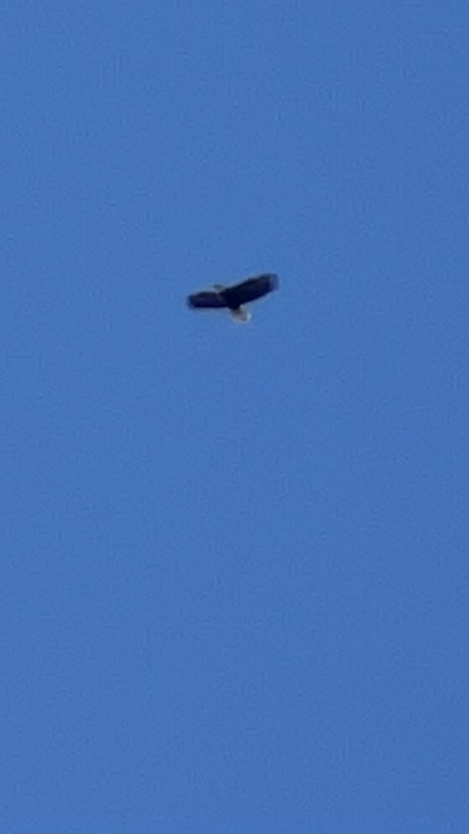 Bald Eagle - ML545188811