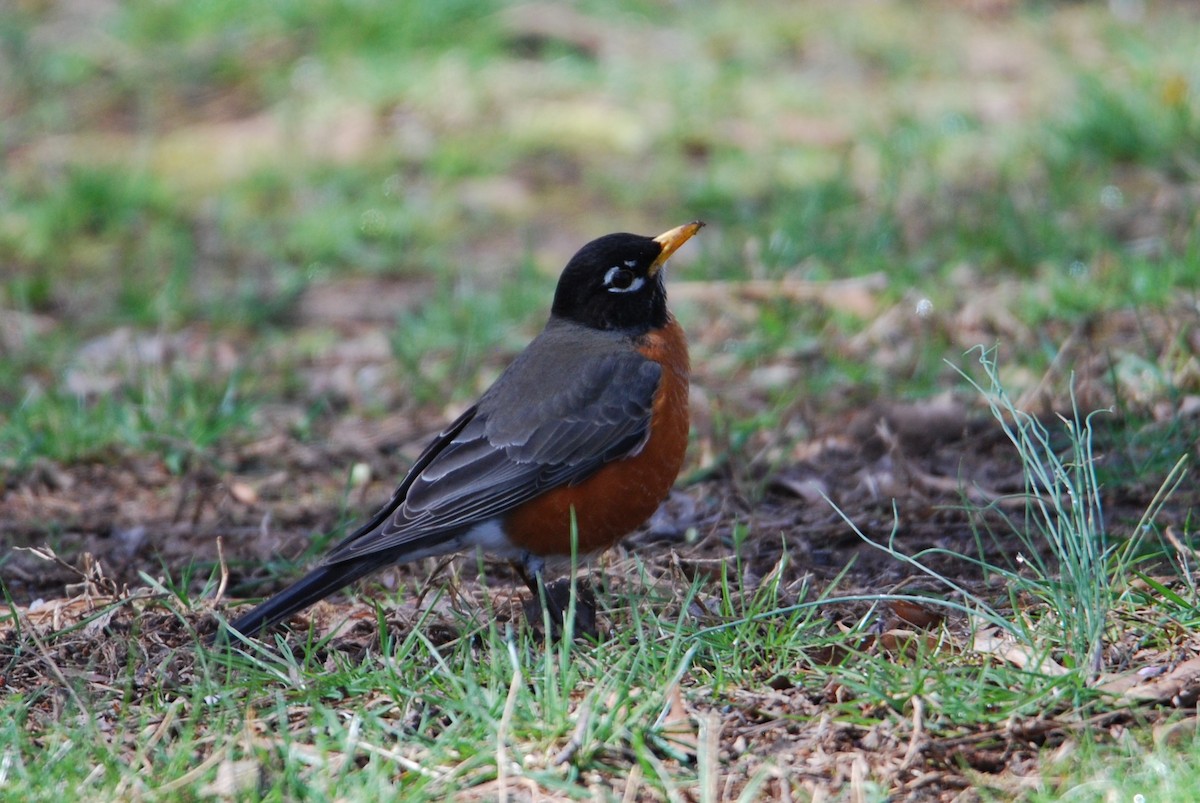 American Robin - ML545188951