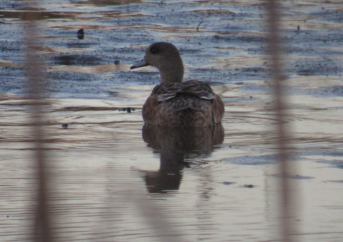 American Wigeon - Timothy Freiday