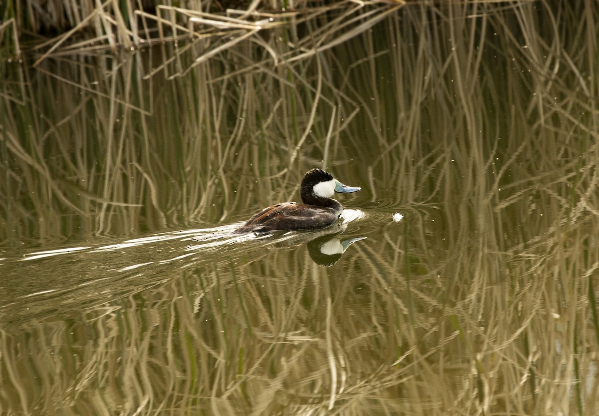 Ruddy Duck - ML545190351