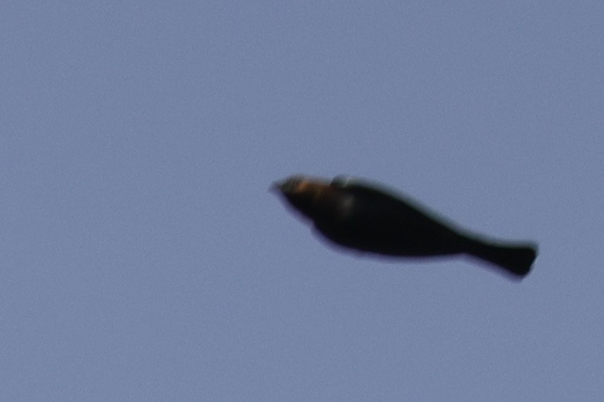 Brown-headed Cowbird - Tim Lenz