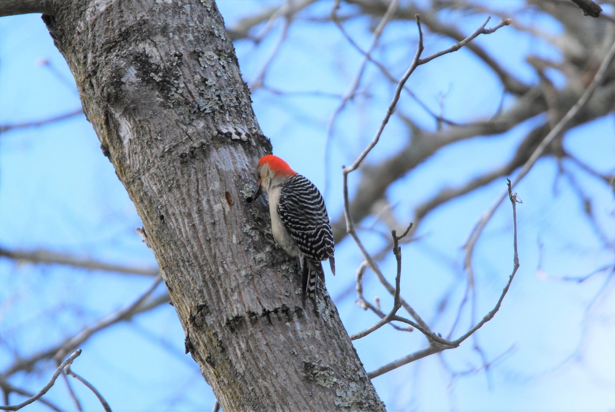 Red-bellied Woodpecker - ML545191351