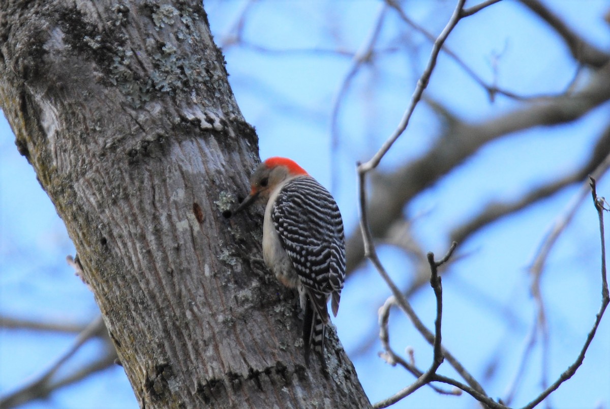 Red-bellied Woodpecker - ML545191361