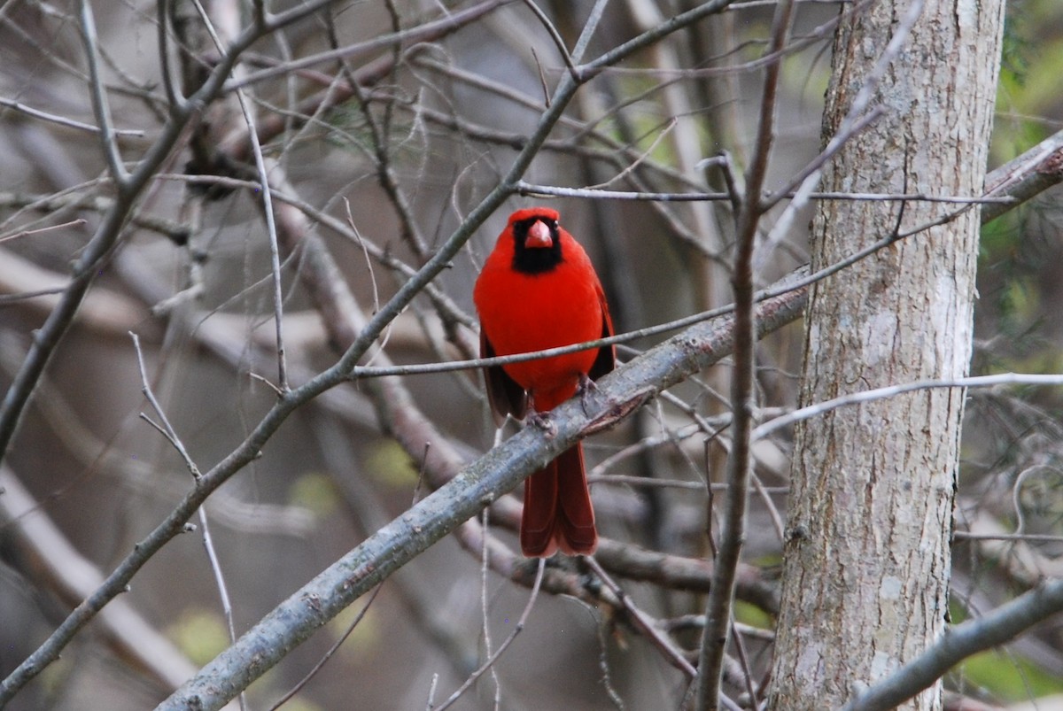 Northern Cardinal - ML545191661