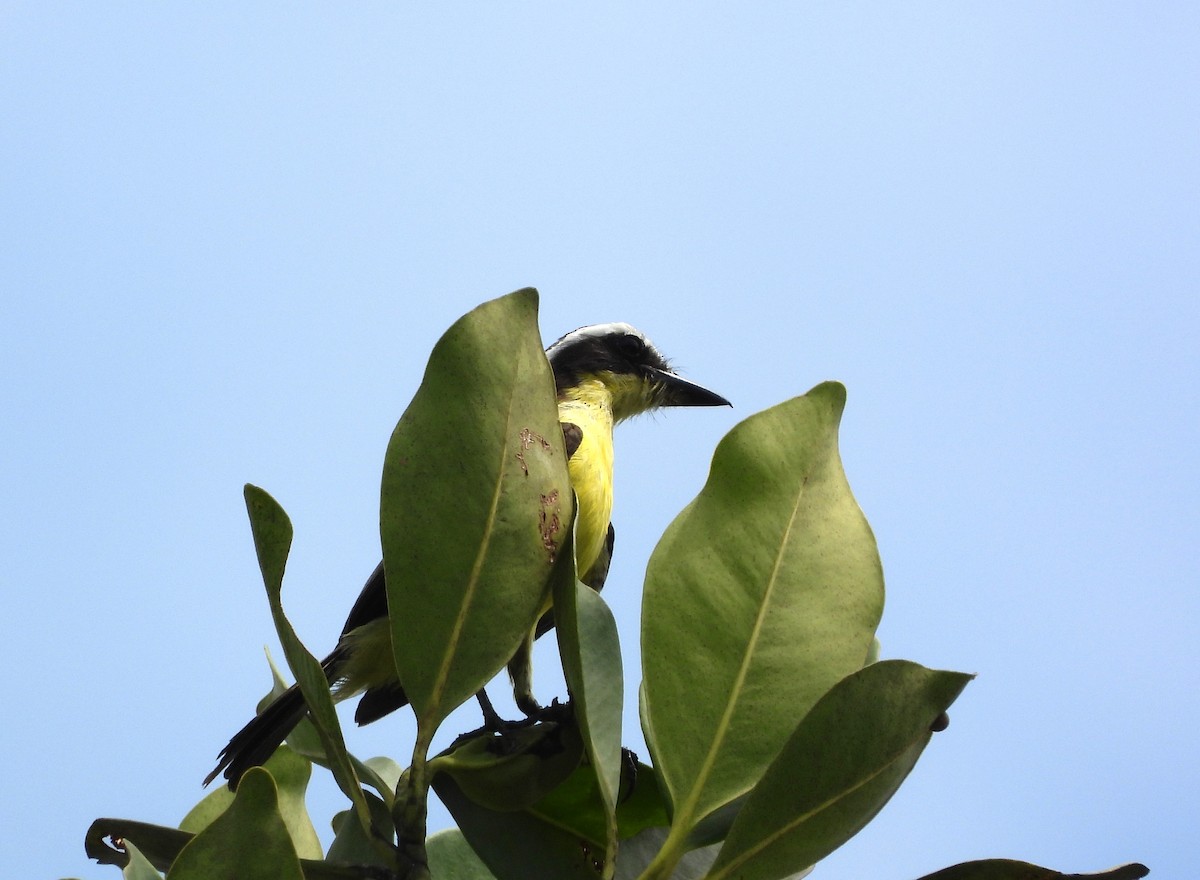 Yellow-throated Flycatcher - Rafael Salcedo