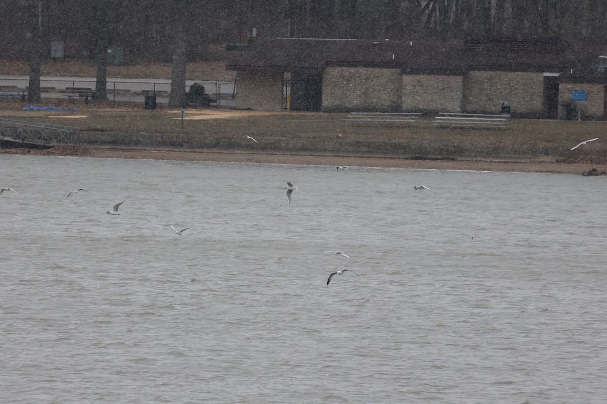 Bonaparte's Gull - ML545192091