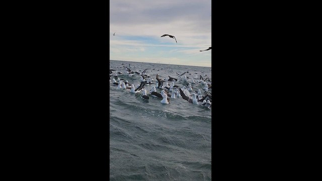 Black-browed Albatross - ML545192761