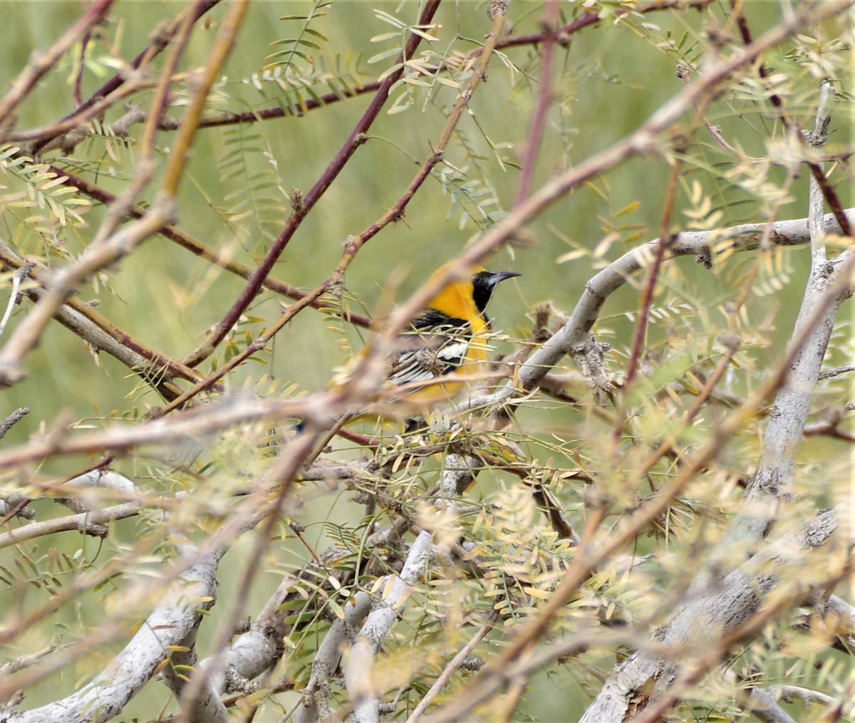 Hooded Oriole - Coen Dexter