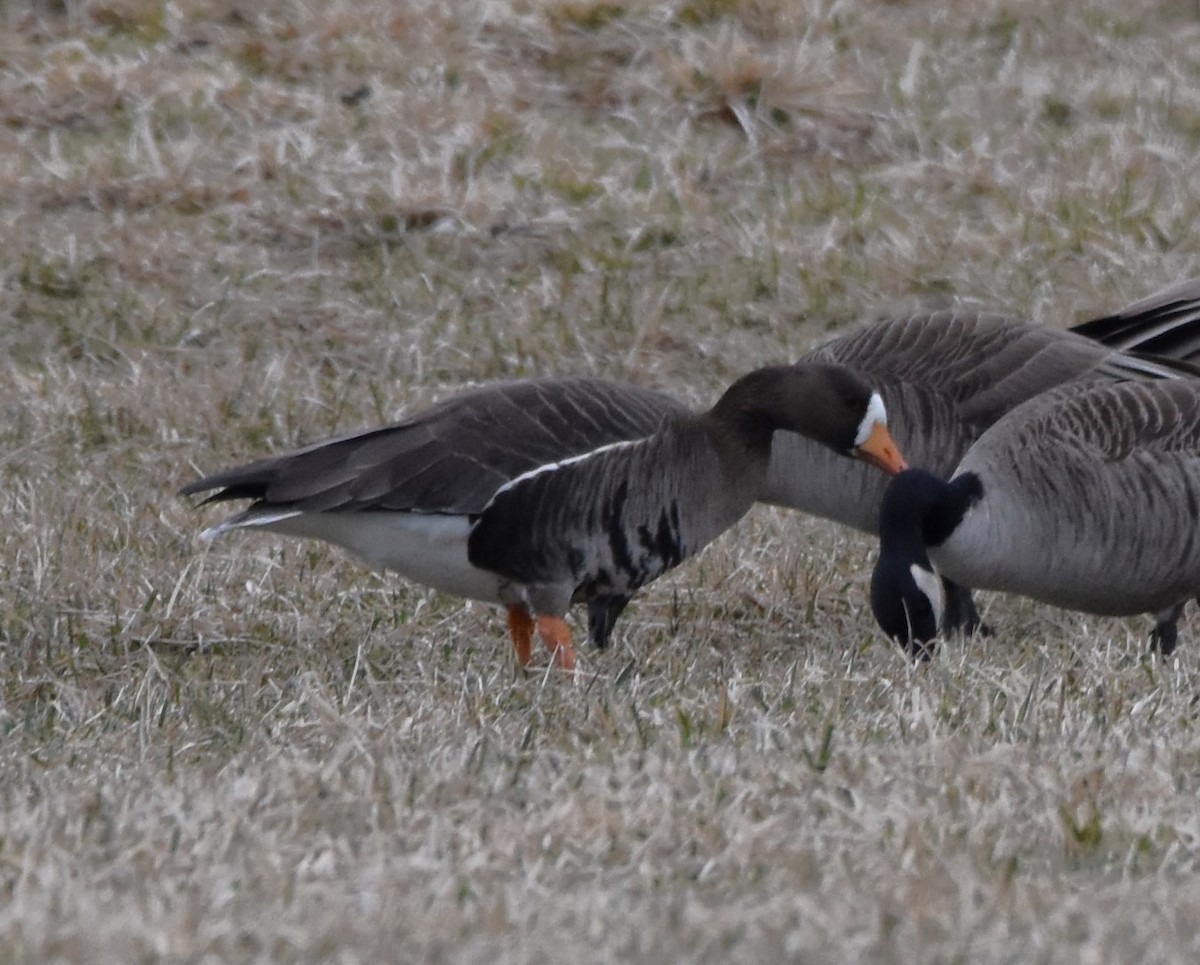 Greater White-fronted Goose - ML545193401