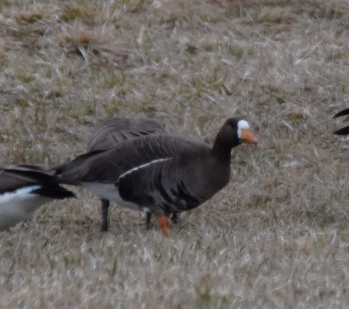 Greater White-fronted Goose - ML545193421