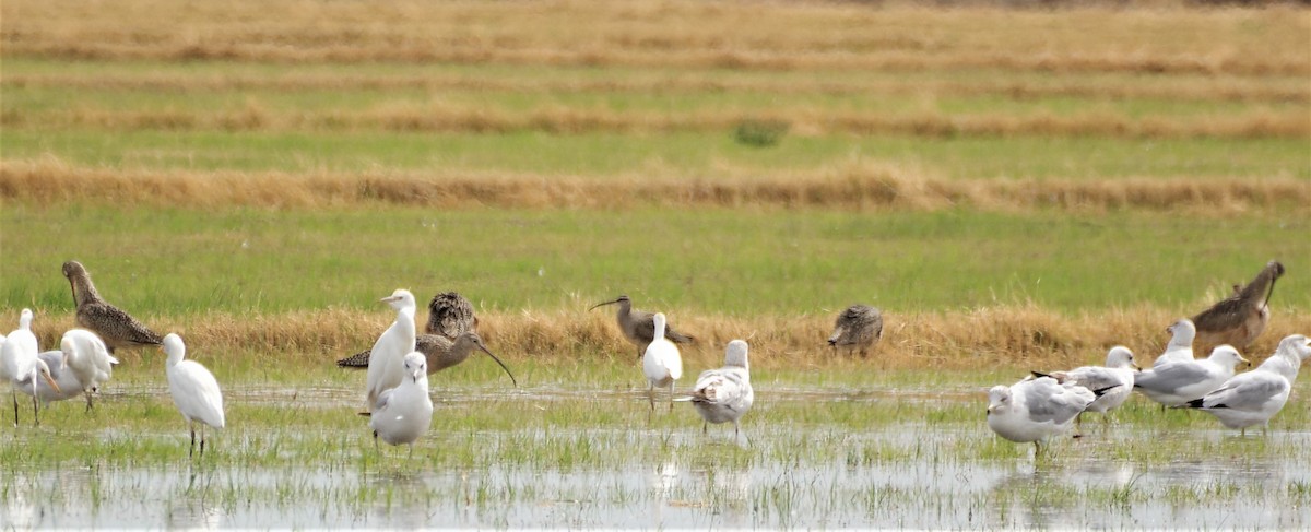 Hudsonian Whimbrel - ML545193801